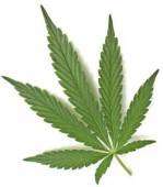 cannabis_small.jpg (149×170)