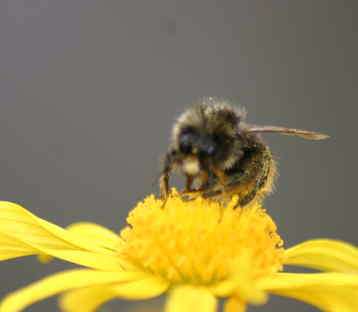 Včela, alergie