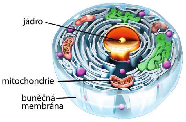 Buňka